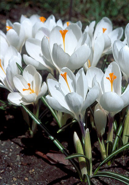 Peter Pan crocus heirloom bulbs #1