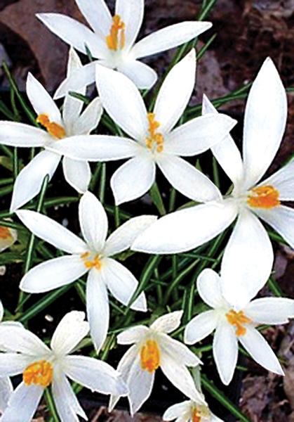 Albus crocus heirloom bulbs #1