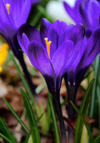 Flower Record crocus heirloom bulbs #1