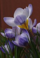 Blue Pearl crocus heirloom bulbs