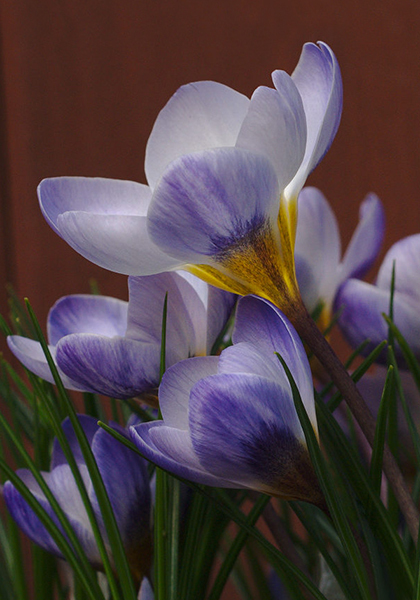 Blue Pearl crocus heirloom bulbs #1