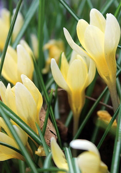 Cream Beauty crocus heirloom bulbs #1