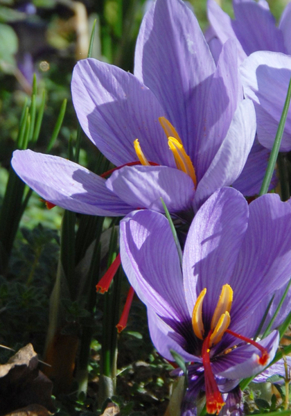 Saffron crocus heirloom bulbs #1
