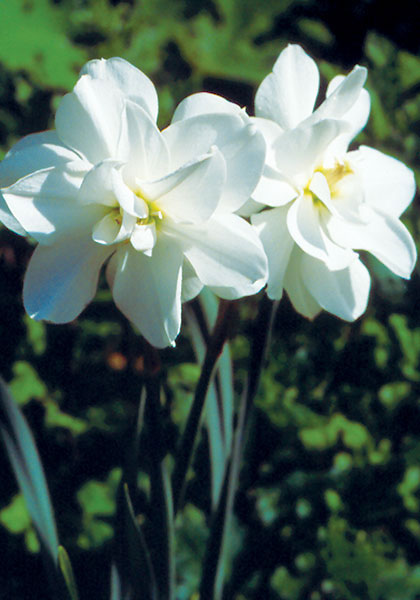 Albus Plenus Odoratus daffodil heirloom bulbs #2