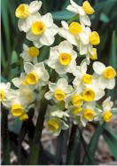 Avalanche daffodil heirloom bulbs
