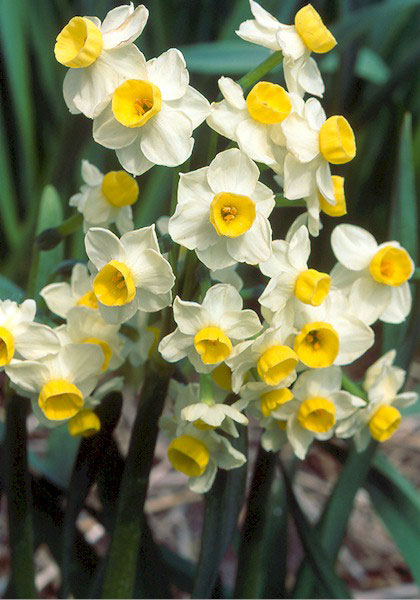 Avalanche daffodil heirloom bulbs #1