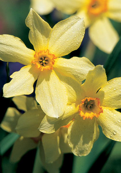 Conspicuus daffodil heirloom bulbs #2