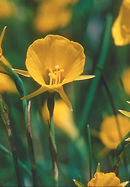 Hoop Petticoats daffodil heirloom bulbs #1