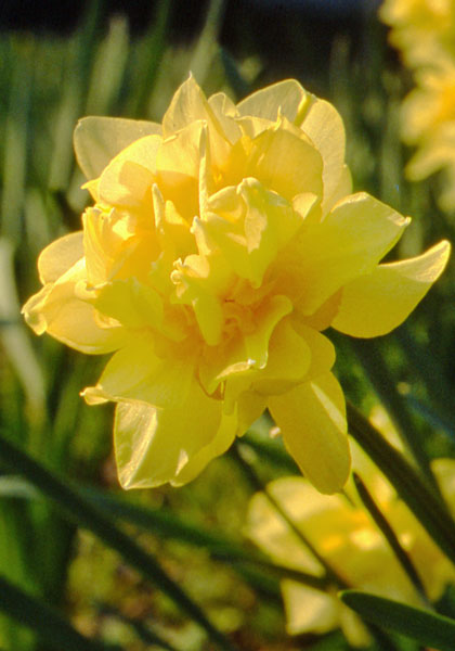 Butter and Eggs daffodil heirloom bulbs #1