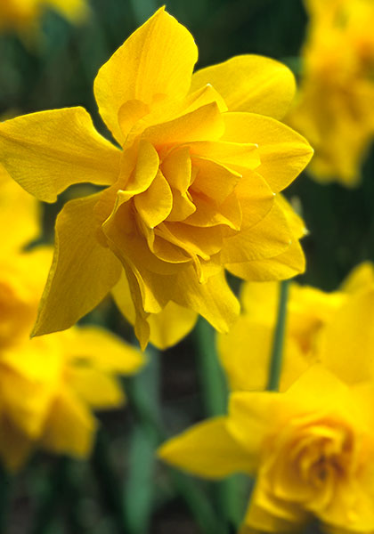 Double Campernelle daffodil heirloom bulbs #1