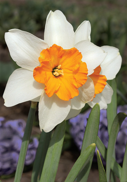 Dick Wellband daffodil heirloom bulbs #1