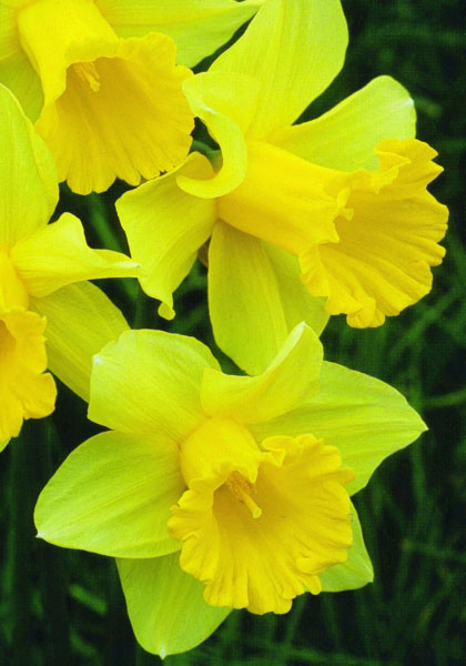 Emperor daffodil heirloom bulbs #1
