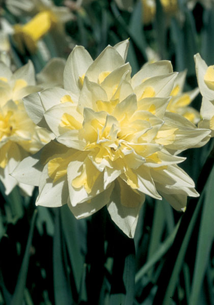 Irene Copeland daffodil heirloom bulbs #2