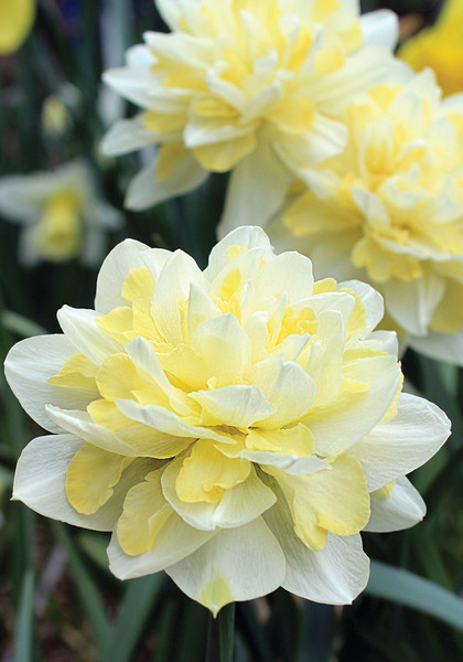 Irene Copeland daffodil heirloom bulbs #1