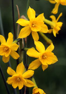 jonquil, Early Louisiana daffodil heirloom bulbs
