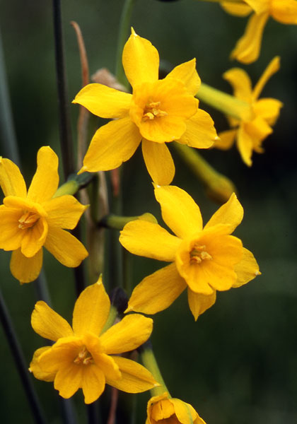jonquil, Early Louisiana daffodil heirloom bulbs #1