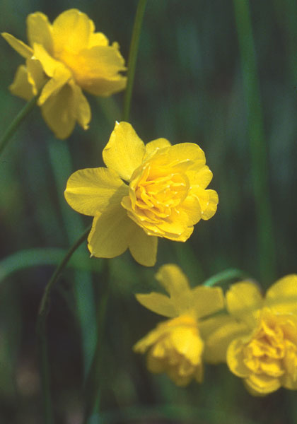 Queen Anne&rsquo;s Double Jonquil daffodil heirloom bulbs #1