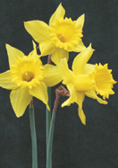 King Alfred daffodil heirloom bulbs