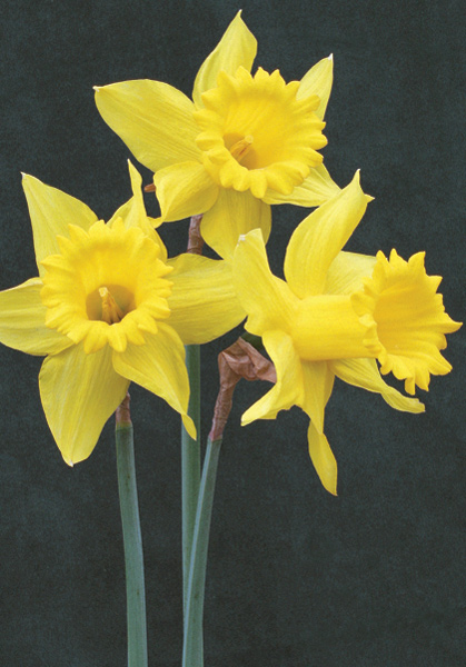 DAFFODILS