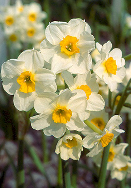 Laurens Koster daffodil heirloom bulbs #1