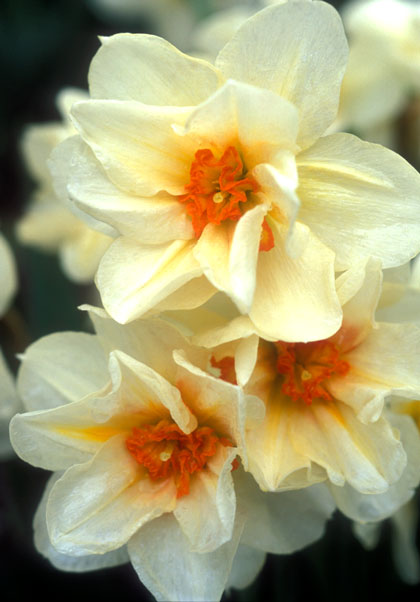 Mary Copeland daffodil heirloom bulbs #1