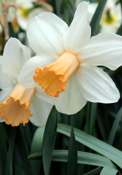 Mrs. Backhouse daffodil heirloom bulbs #1