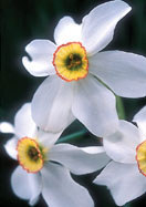 pheasant&rsquo;s eye daffodil heirloom bulbs