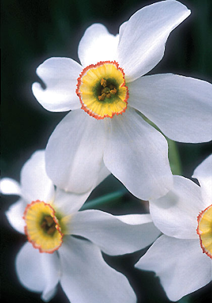 pheasant’s eye daffodil heirloom bulbs #1