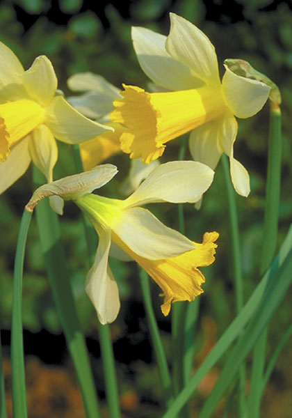 Princeps daffodil heirloom bulbs #2