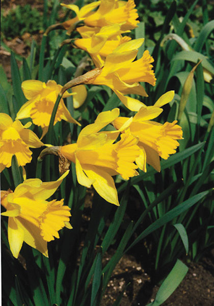 Lent lily, Easter flower daffodil heirloom bulbs #1