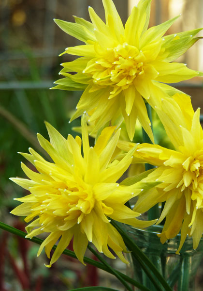 Rip van Winkle daffodil heirloom bulbs #1