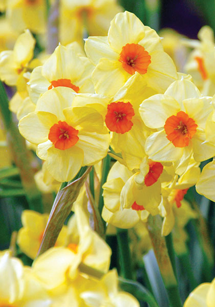 Scarlet Gem daffodil heirloom bulbs #1