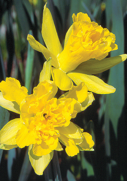 Van Sion daffodil heirloom bulbs #2