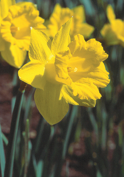 The Tenby  daffodil heirloom bulbs #2