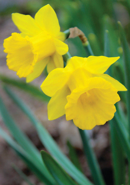 The Tenby  daffodil heirloom bulbs #1