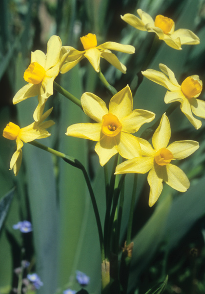 Texas Star daffodil heirloom bulbs #1