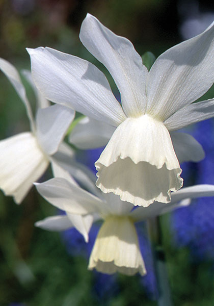 Thalia daffodil heirloom bulbs #2