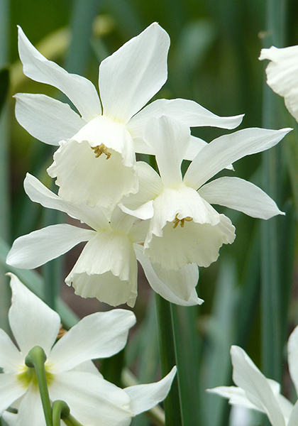 Thalia daffodil heirloom bulbs #1