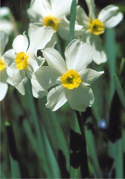 Twin Sisters daffodil heirloom bulbs #1