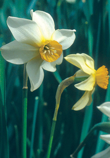 Beryl daffodil heirloom bulbs #1