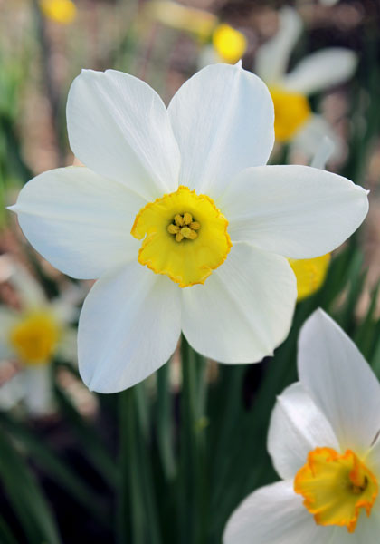 White Lady daffodil heirloom bulbs #1