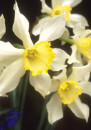 Mrs. Langtry daffodil heirloom bulbs