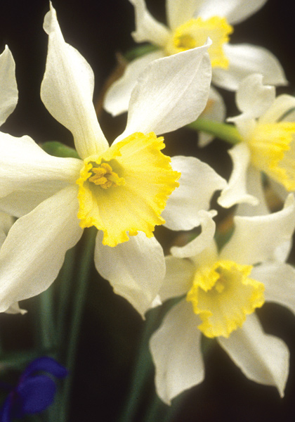 Mrs. Langtry daffodil heirloom bulbs #1