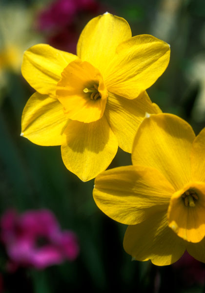Trevithian daffodil heirloom bulbs #1