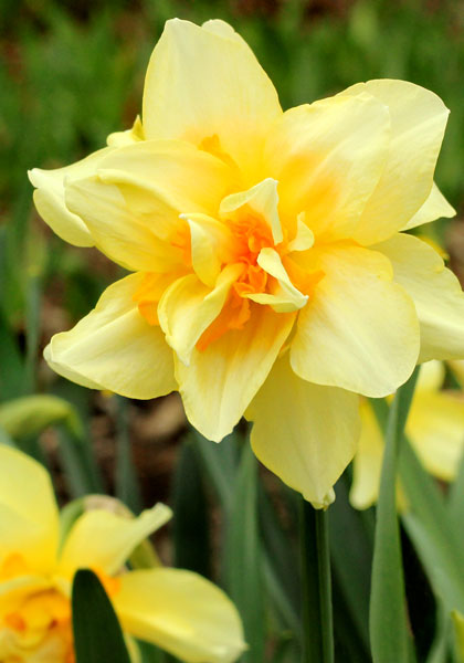 Twink daffodil heirloom bulbs #1