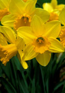 Carlton daffodil heirloom bulbs