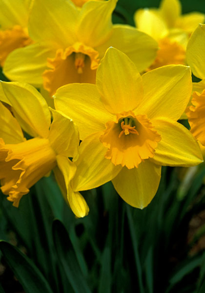 Carlton daffodil heirloom bulbs #1