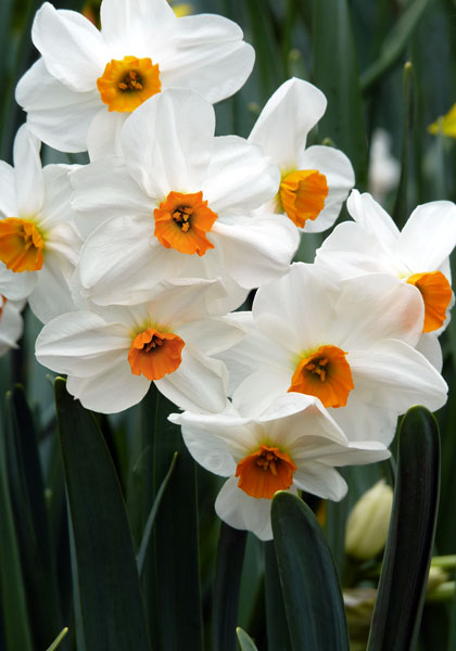 Geranium daffodil heirloom bulbs #1