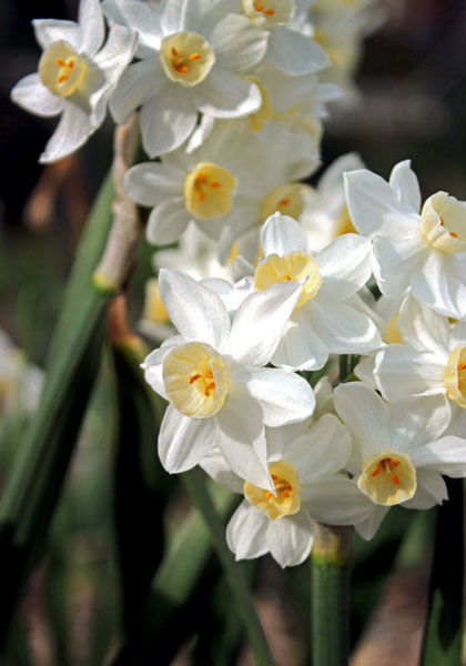 Grand Primo daffodil heirloom bulbs #1
