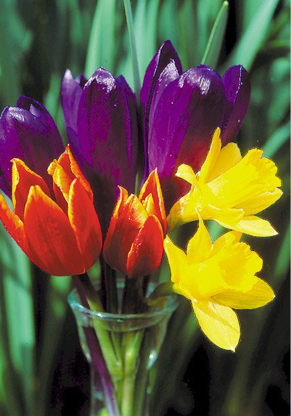 Little Gem daffodil heirloom bulbs #1